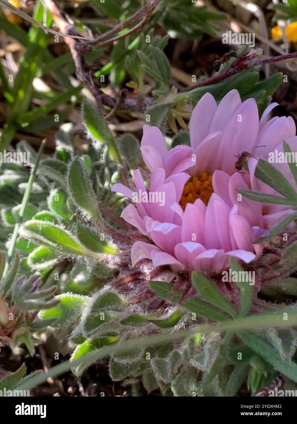 Yellowstone grounddaisy (Townsendia condensata Stock Photo - Alamy
