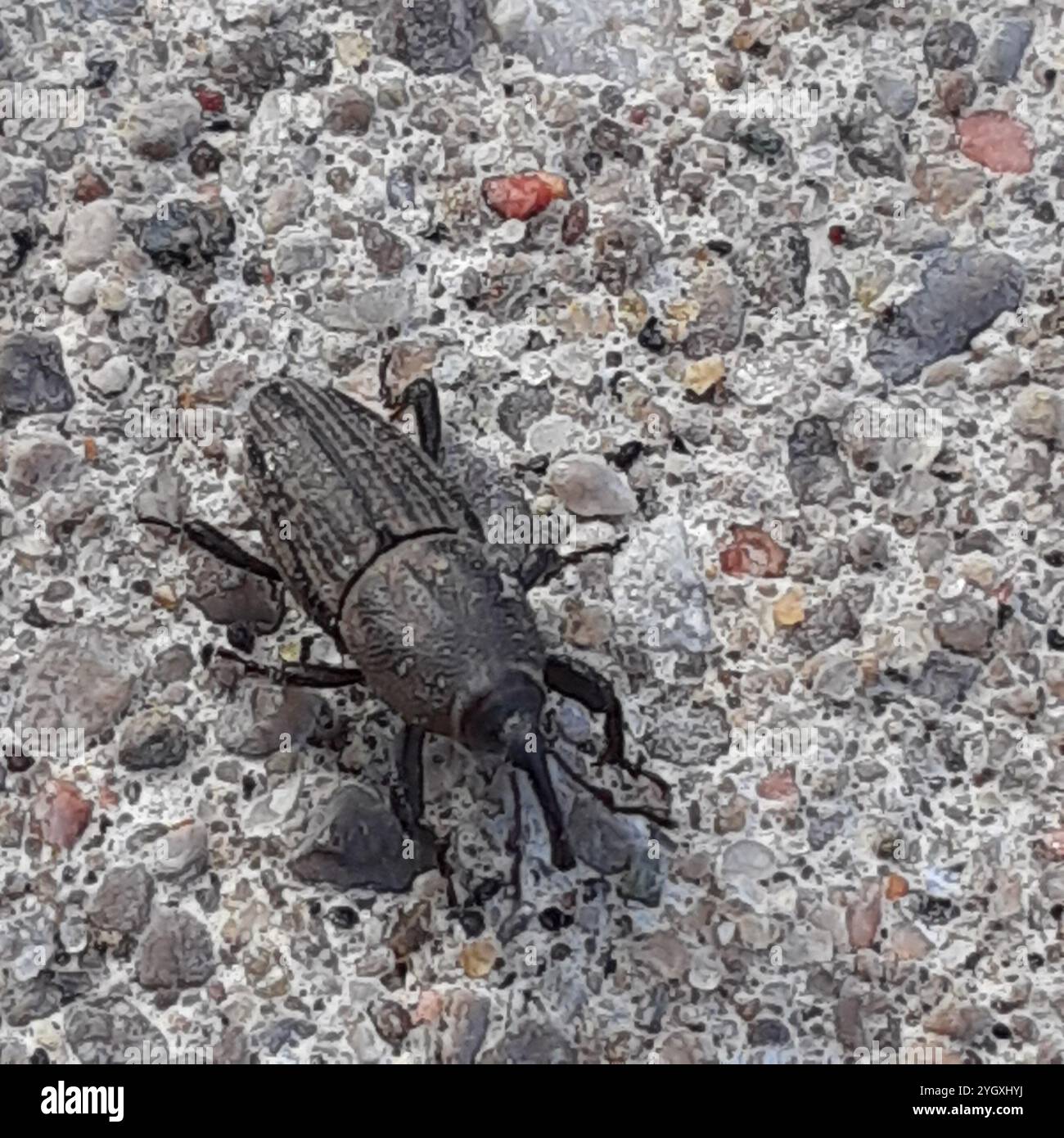 Bluegrass Billbug (Sphenophorus parvulus Stock Photo - Alamy
