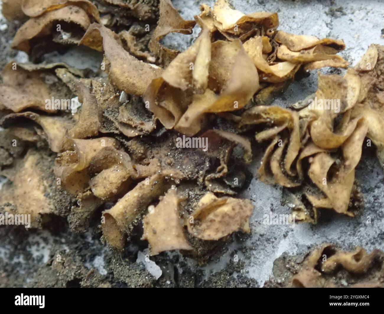 Lathagrium hi-res stock photography and images - Alamy