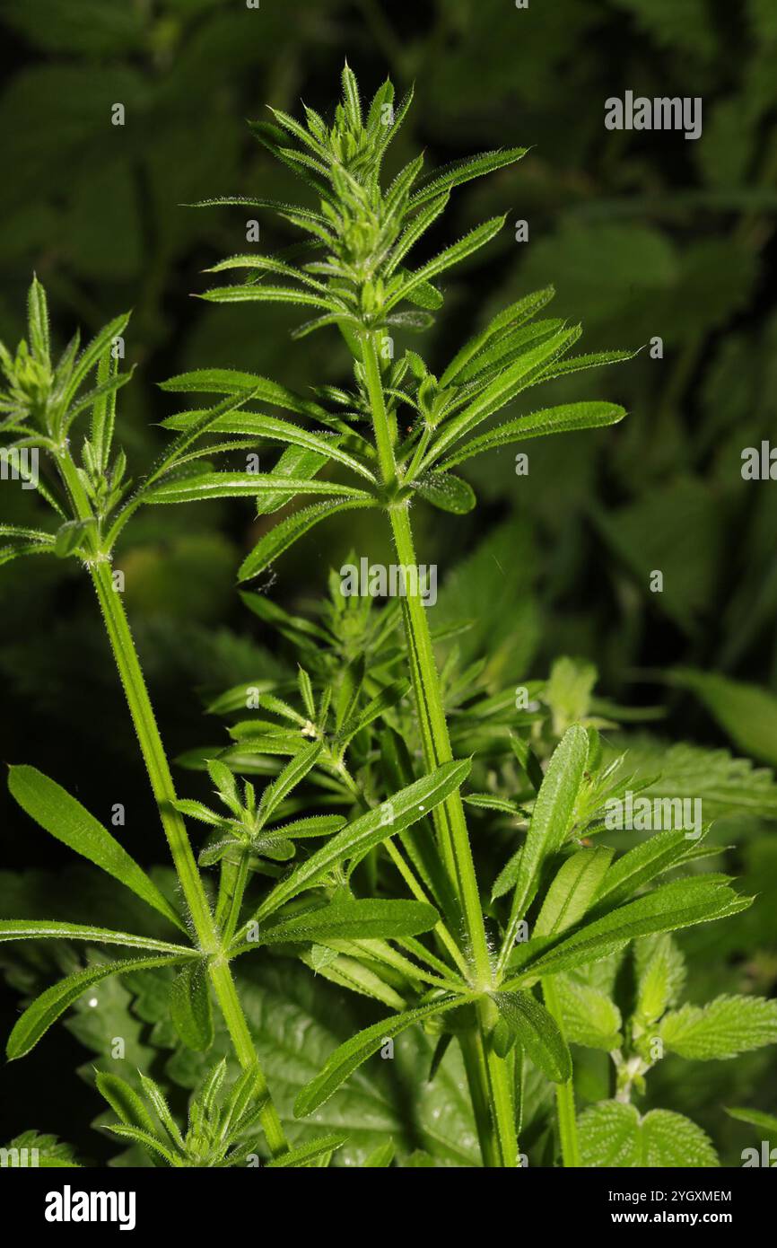 catchweed bedstraw (Galium aparine Stock Photo - Alamy
