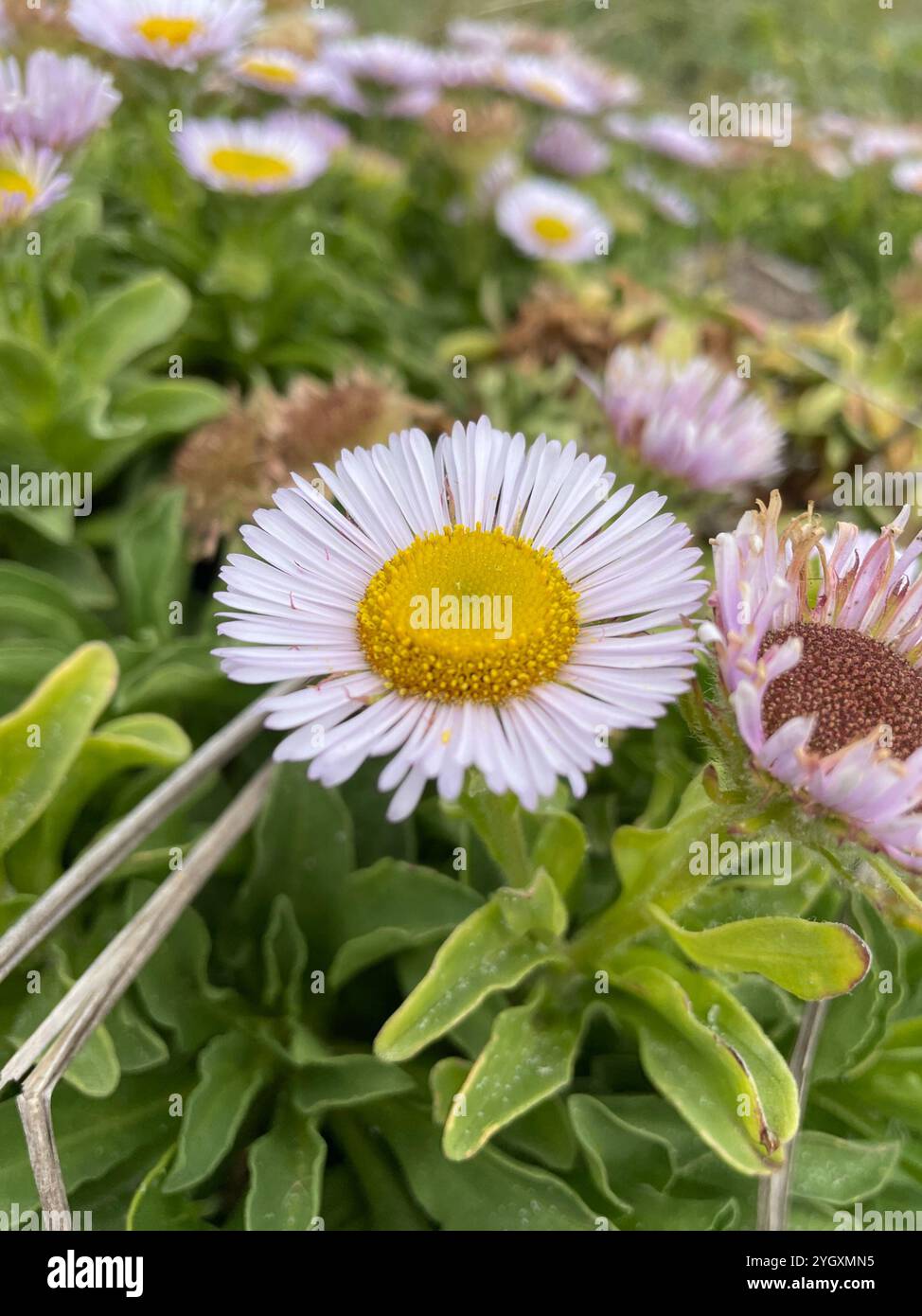 Interesting Info About Erigeron Seaside Daisyfeed
