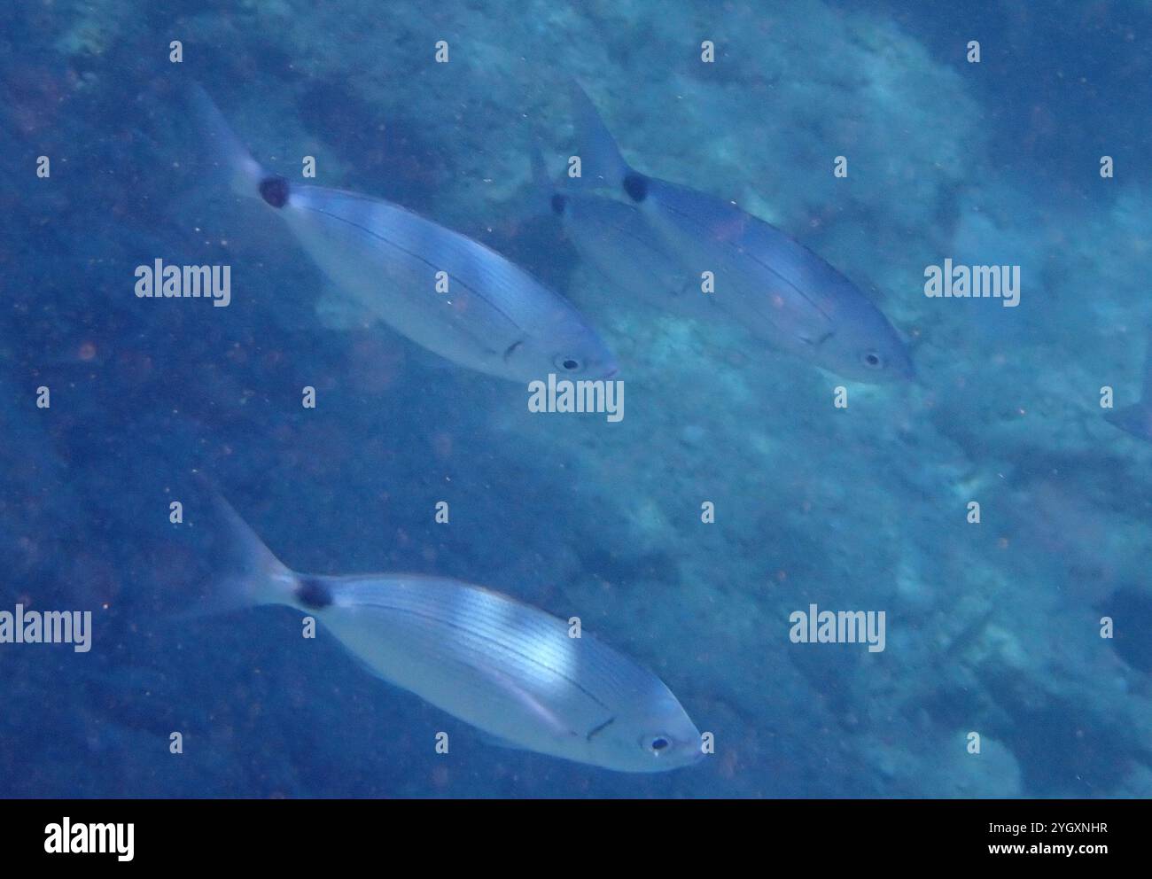 saddled-seabream-oblada-melanurus-stock-photo-alamy