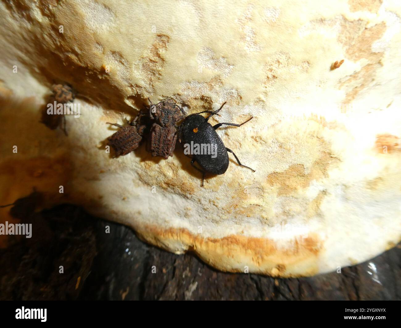 Phellopsis Eastern Ironclad Beetle (Phellopsis obcordata Stock Photo - Alamy