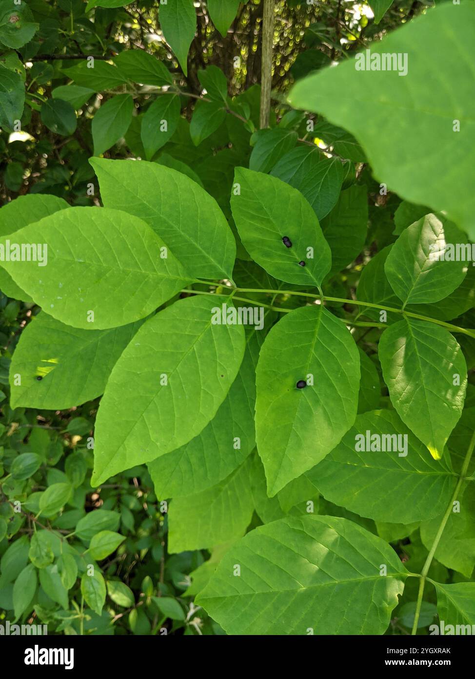 ash bullet gall midge (Dasineura pellex Stock Photo - Alamy