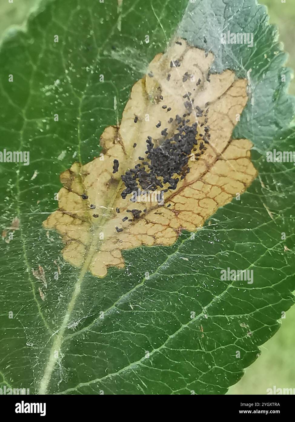 Skeletonizing Insects Apple Leaf Skeletonizer Moth (Choreutis pariana Stock Photo - Alamy