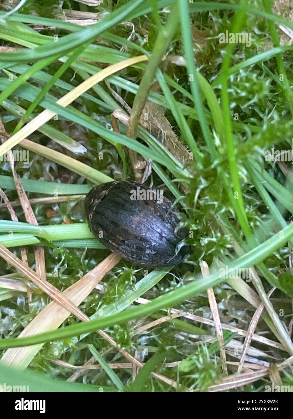 Pill beetle hi-res stock photography and images - Alamy