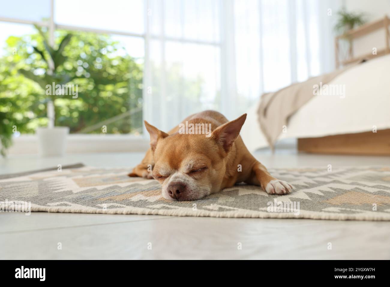 Cute Chihuahua dog sleeping on rug indoors Stock Photo - Alamy