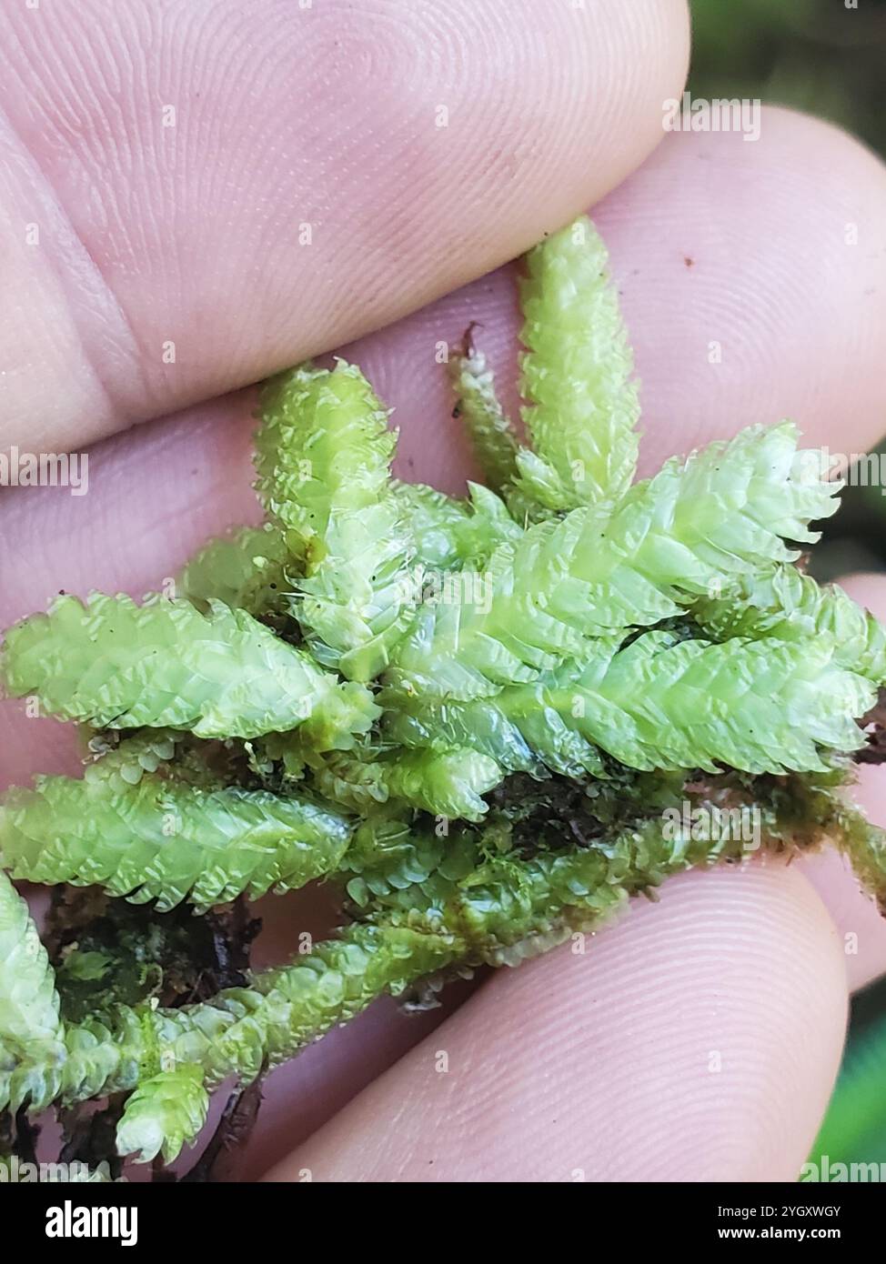 Waved Silk moss (Plagiothecium undulatum Stock Photo Alamy Waved Silk moss (Plagiothecium undulatum Stock Photo Alamy