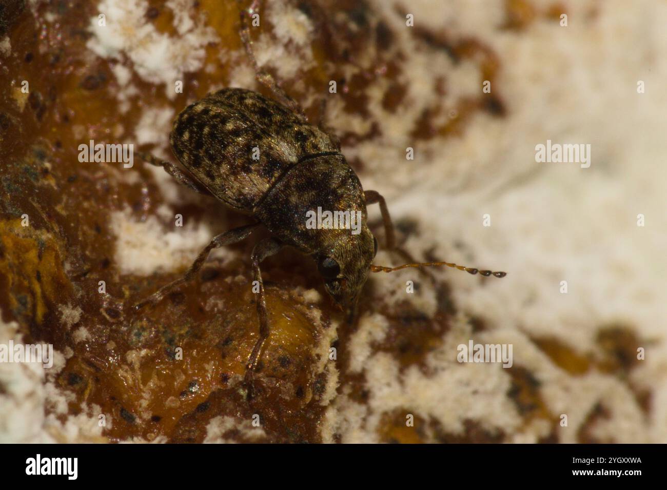 Coffee Bean Weevil (Araecerus fasciculatus) Stock Photo