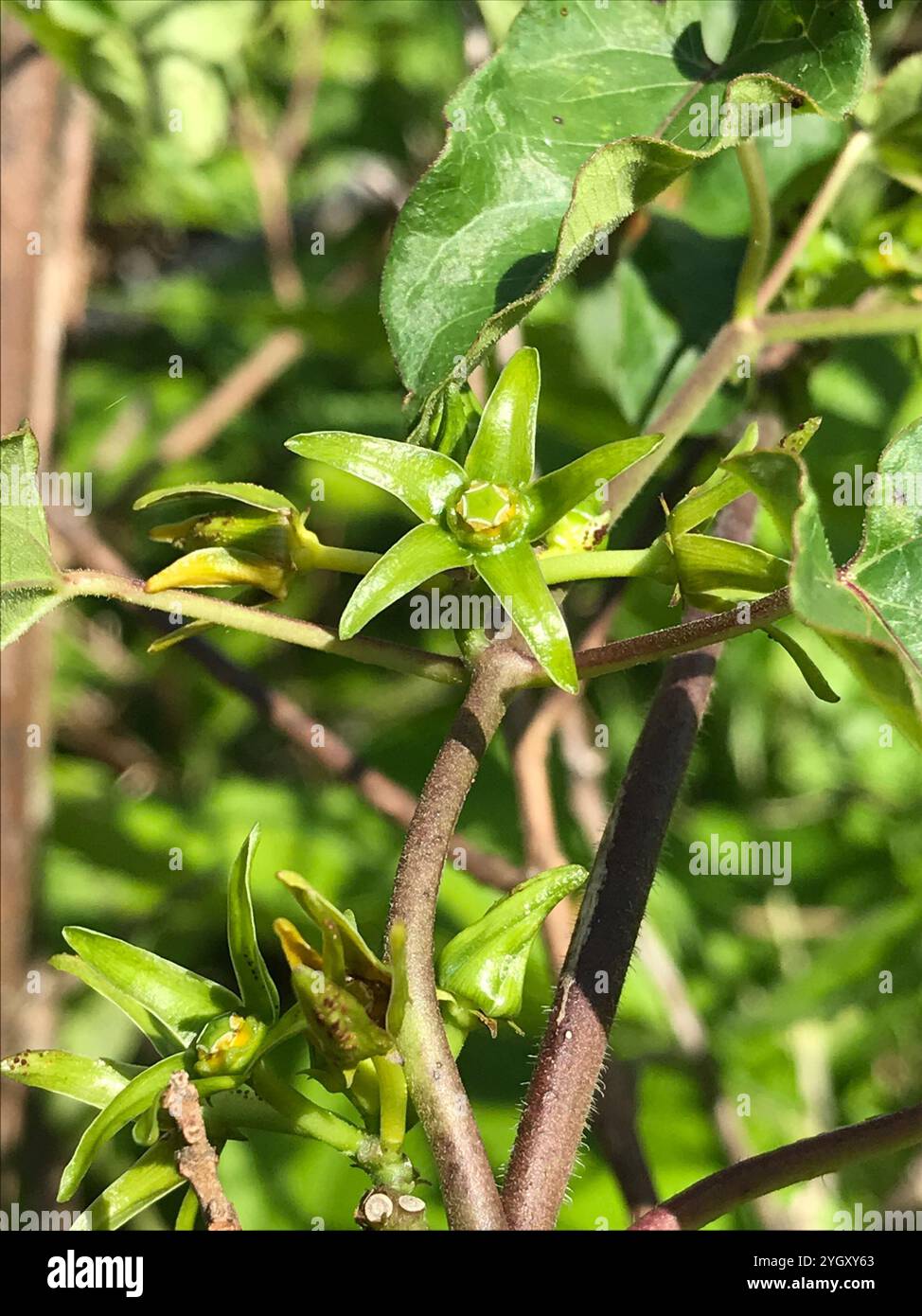 Suberosus hi-res stock photography and images - Alamy