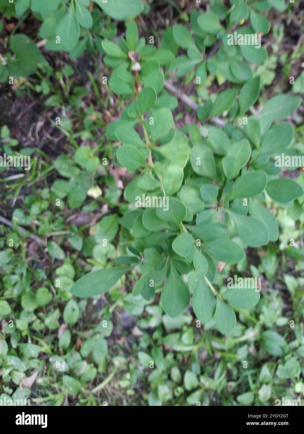 Japanese barberry (Berberis thunbergii Stock Photo - Alamy