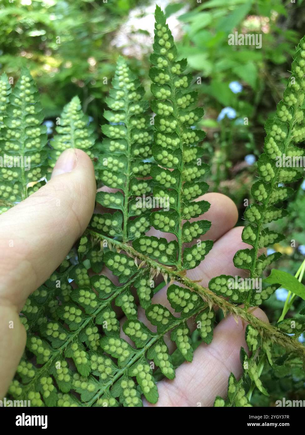 Brauns holly fern hi-res stock photography and images - Alamy