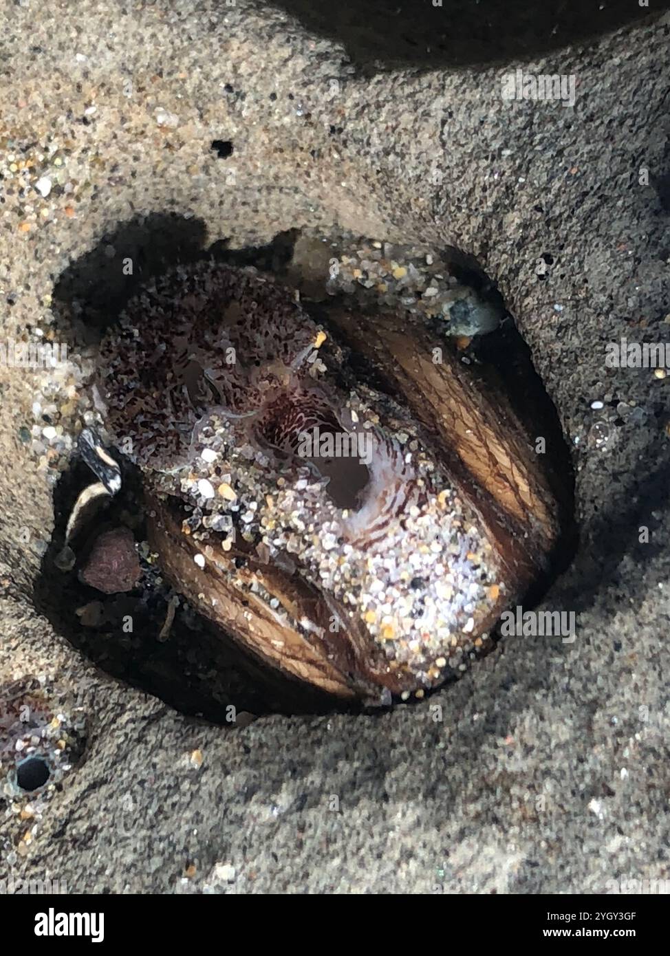 Rough piddock hi-res stock photography and images - Alamy