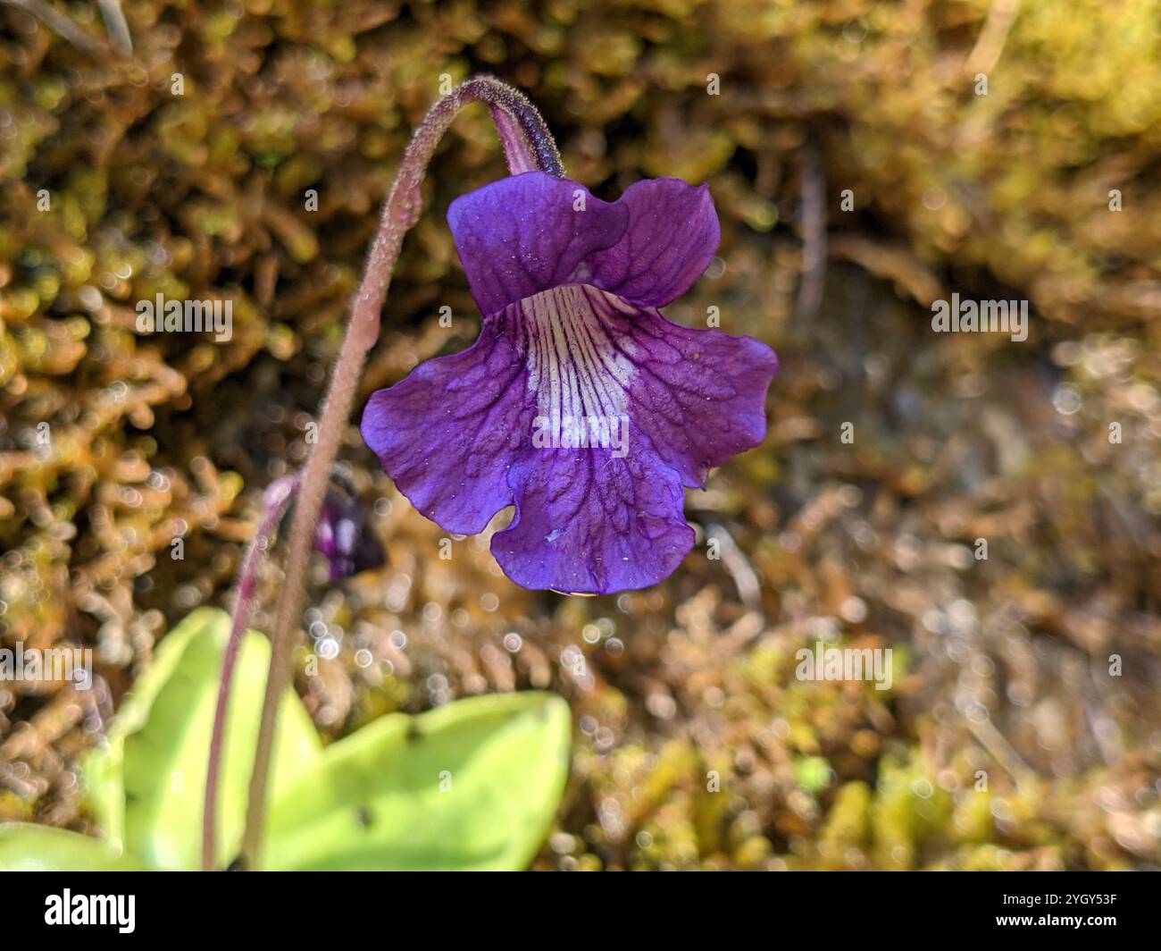 Pinguicula fiorii x grandiflora - Giardino Carnivoro