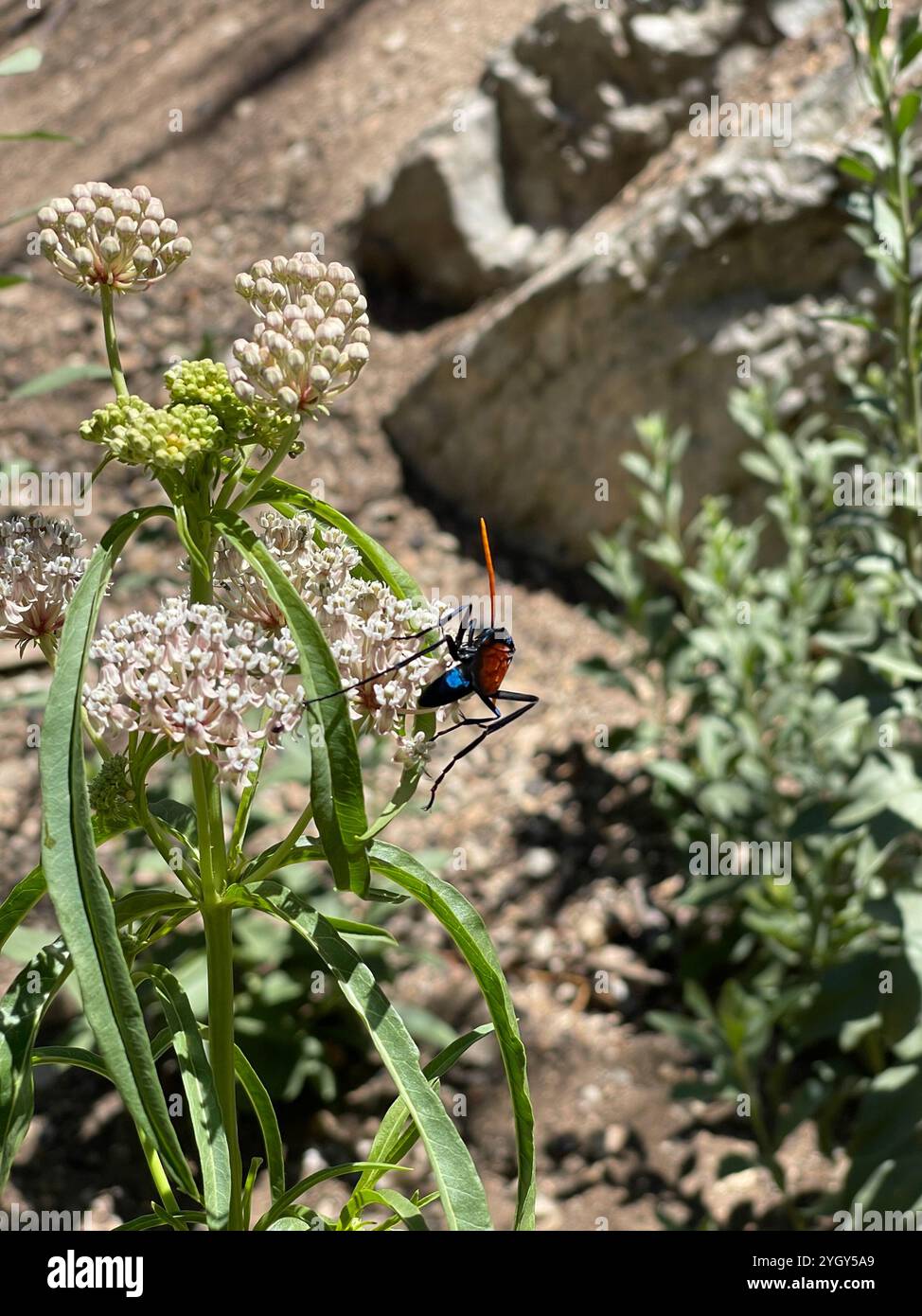 Pepsis mildei hi-res stock photography and images - Alamy