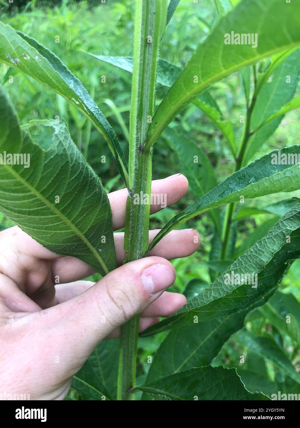 Wingstem Dead Wingstem (Verbesina alternifolia Stock Photo - Alamy
