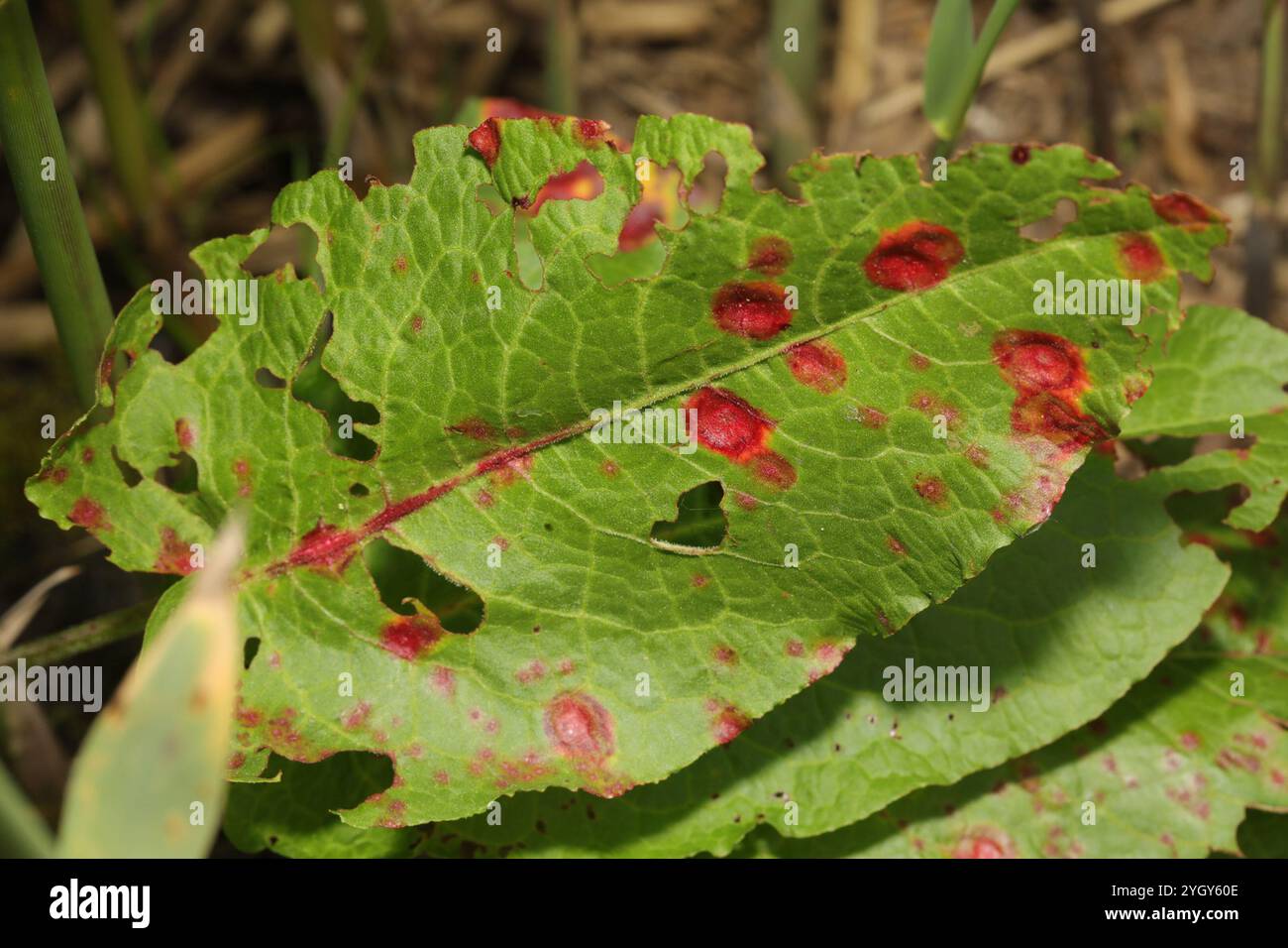 Water Reed Rust Identification reed rust (Puccinia phragmitis Stock Photo - Alamy