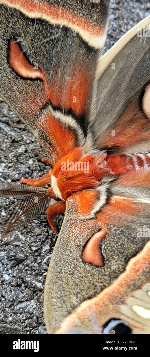 Cecropia Moth (Hyalophora cecropia Stock Photo - Alamy