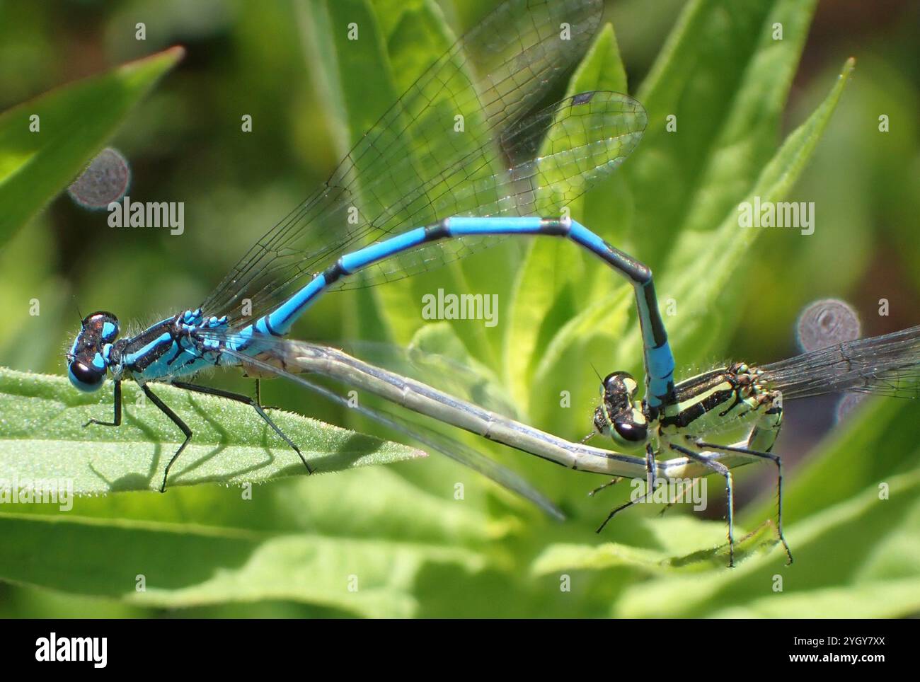 Azure Damselfly (Coenagrion puella Stock Photo - Alamy
