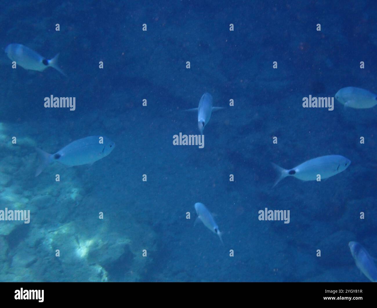 saddled-seabream-oblada-melanurus-stock-photo-alamy