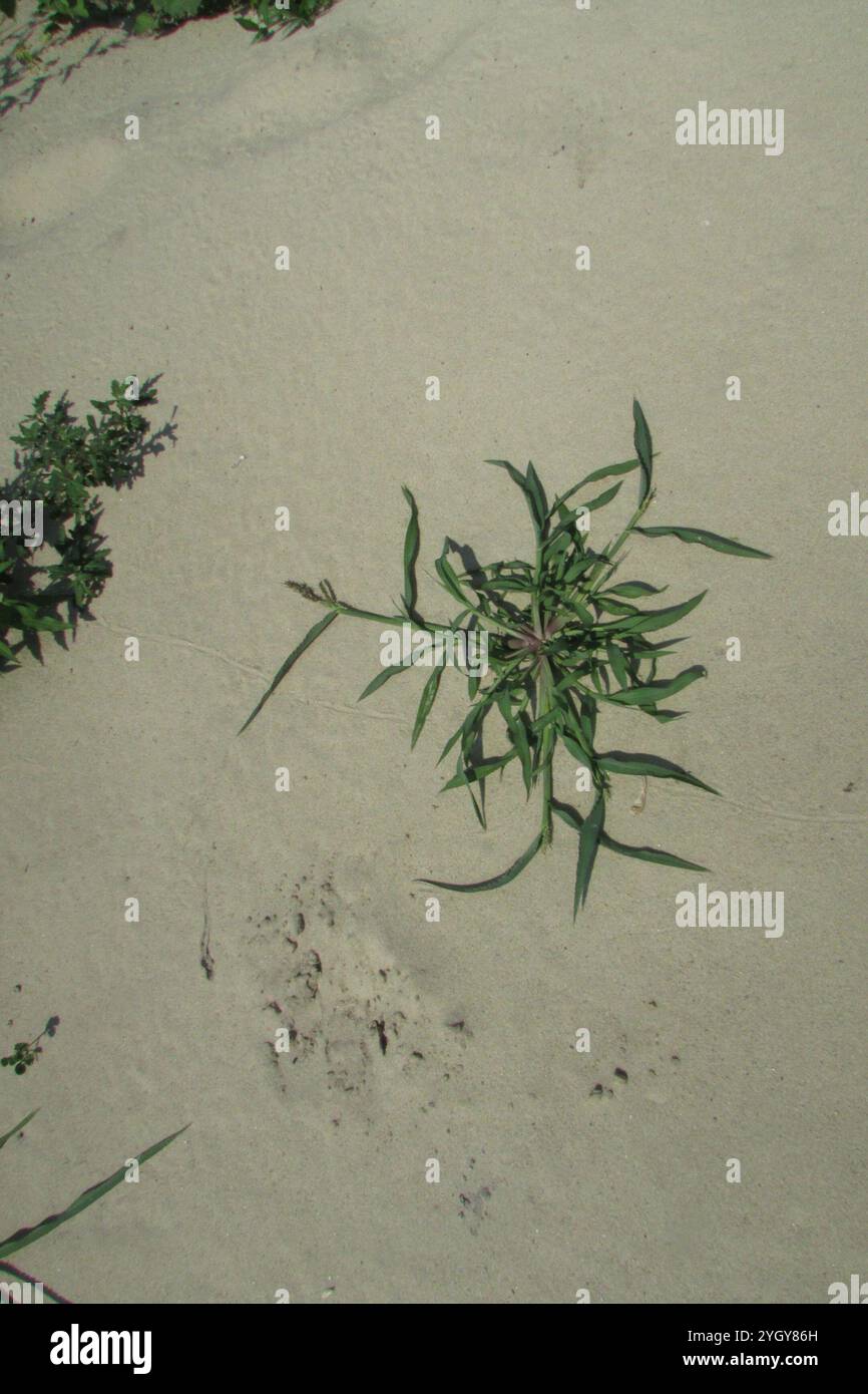 Barnyardgrass echinochloa crus galli hi-res stock photography and ...