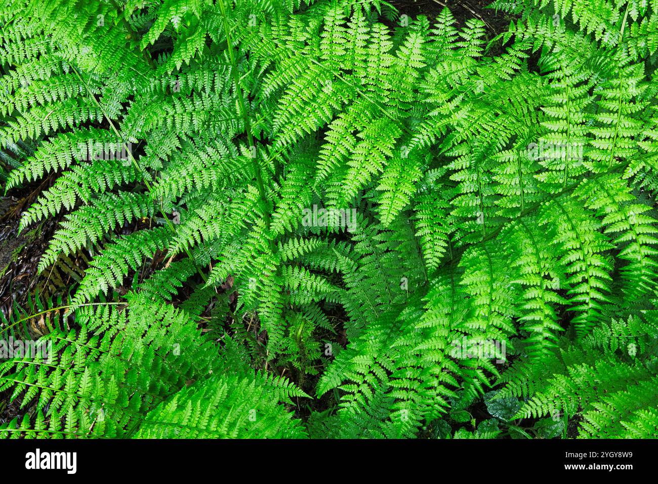 Lady fern garden hi-res stock photography and images - Alamy