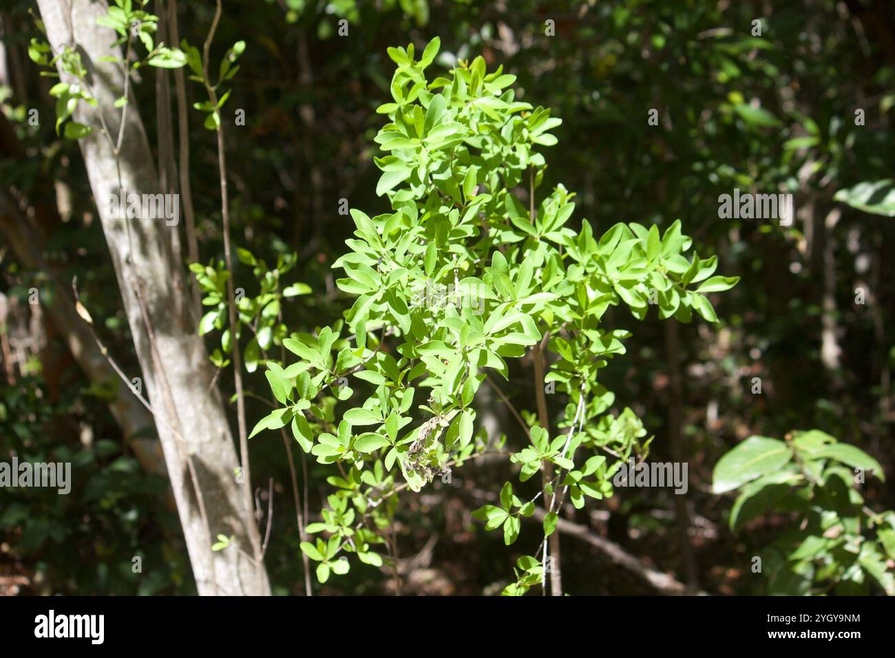 groundsel tree (Baccharis halimifolia Stock Photo - Alamy