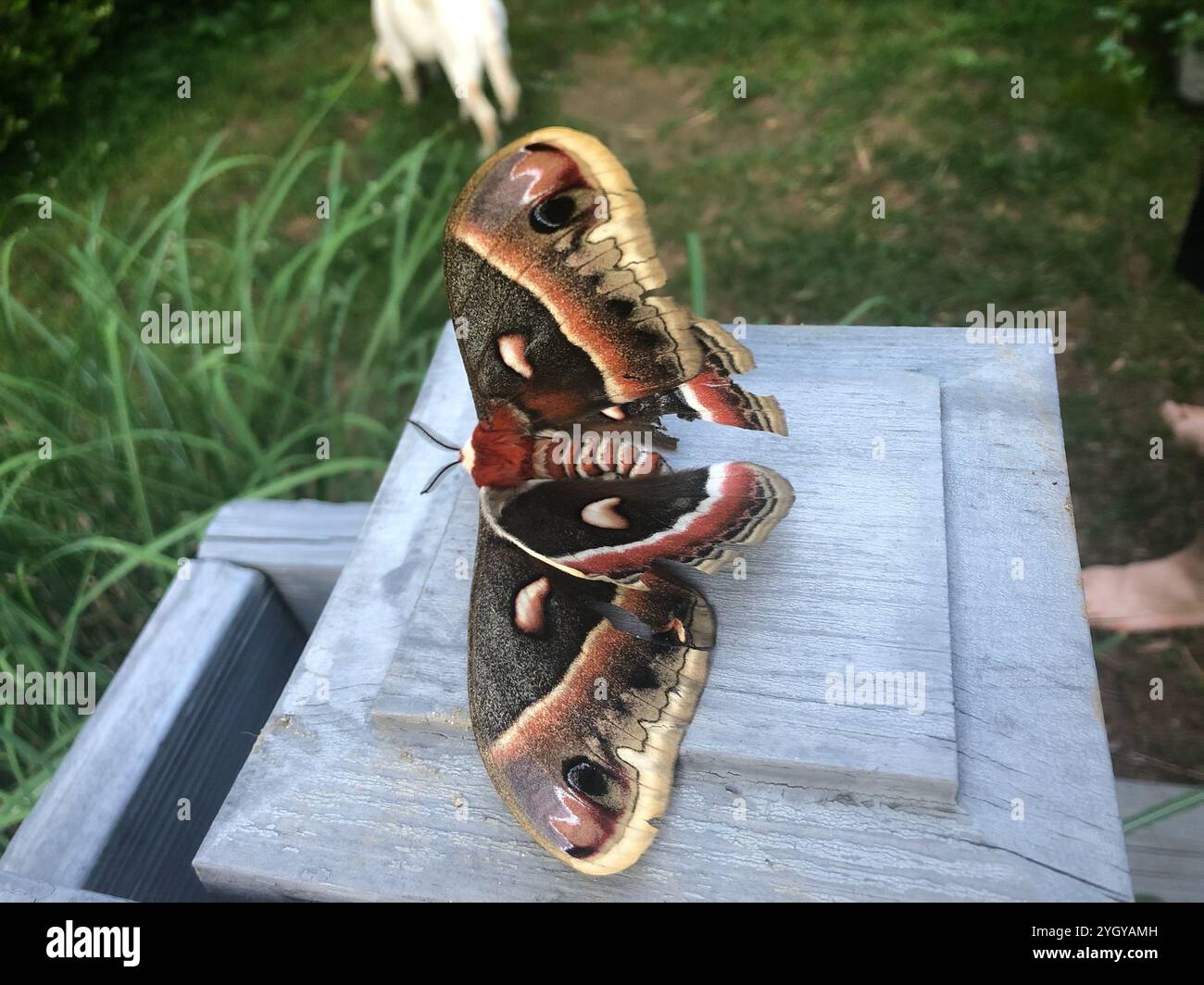 Cecropia Moth (Hyalophora cecropia Stock Photo - Alamy