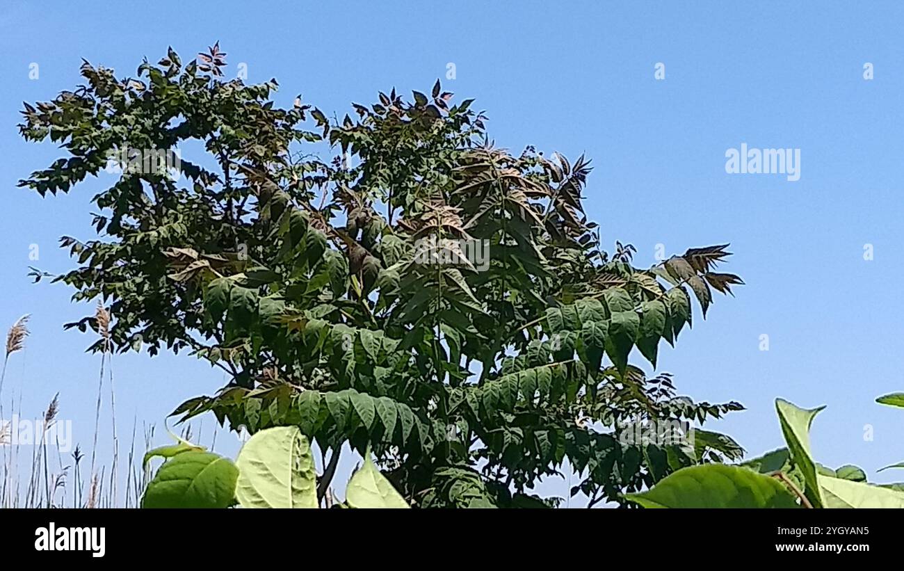 tree-of-heaven (Ailanthus altissima Stock Photo - Alamy