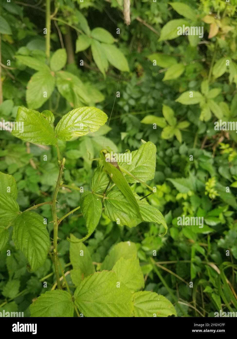 Oblong-winged Katydid (Amblycorypha oblongifolia Stock Photo - Alamy