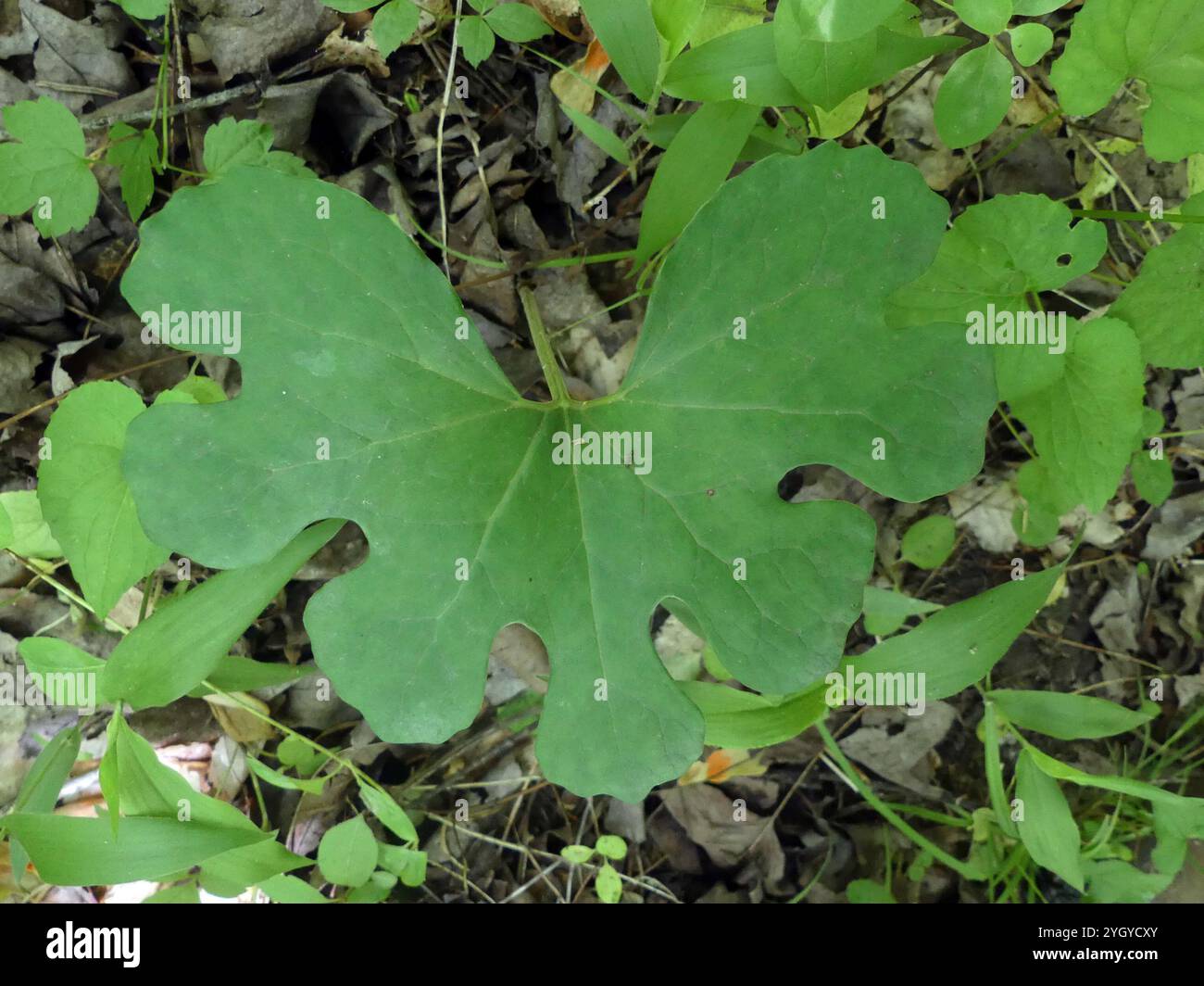 bloodroot (Sanguinaria canadensis Stock Photo - Alamy