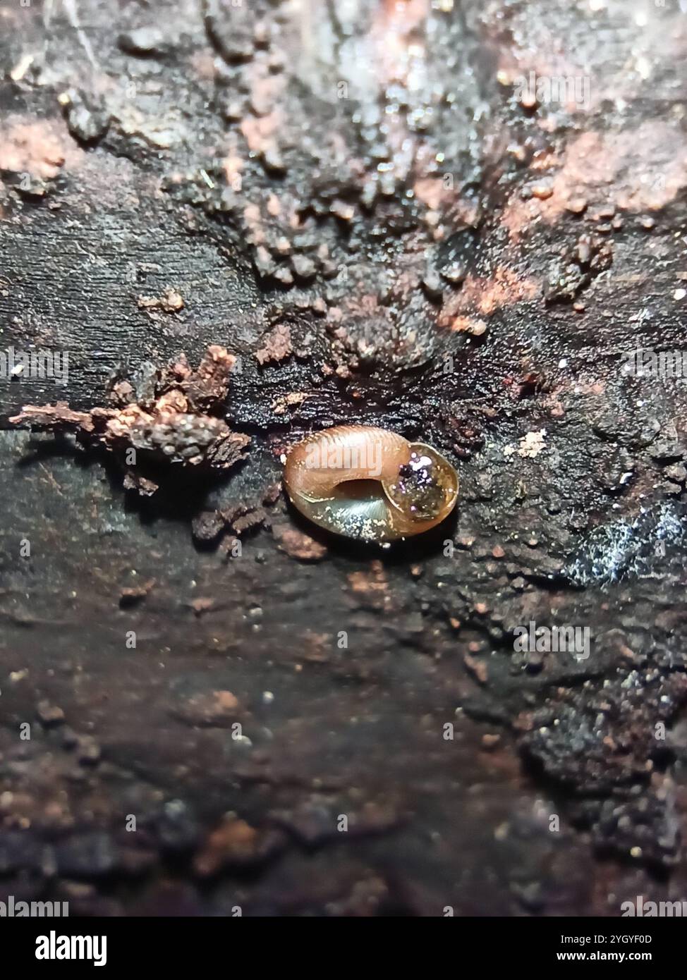 Discus ruderatus hi-res stock photography and images - Alamy