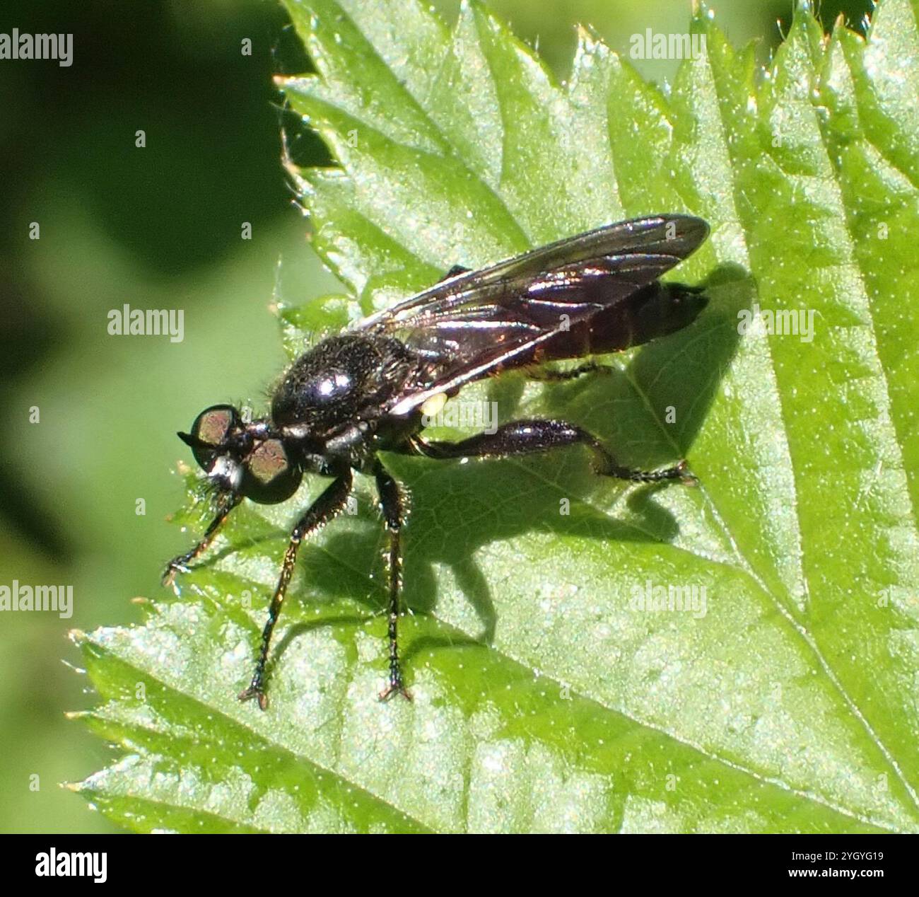 Choerades marginata hi-res stock photography and images - Alamy