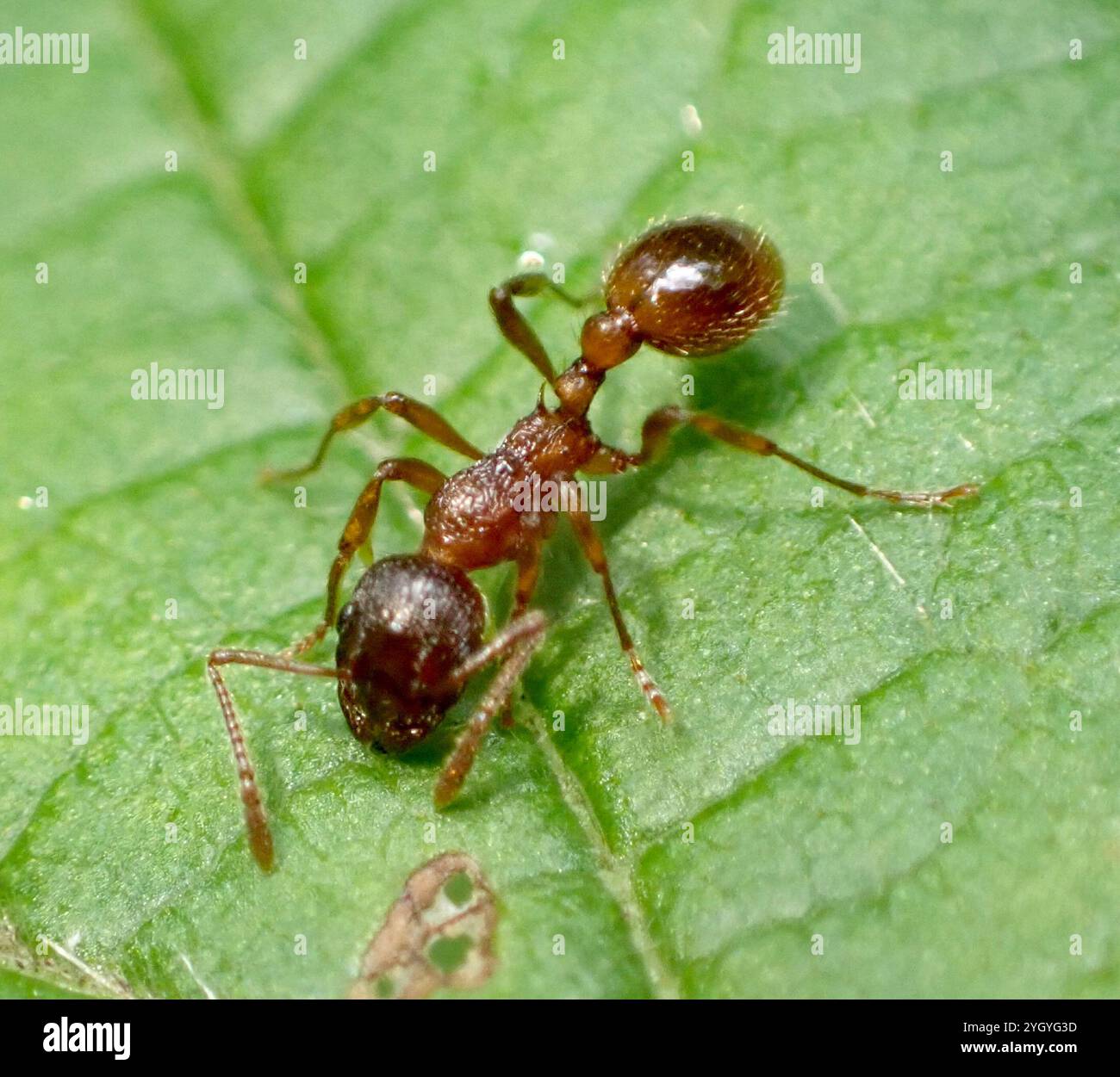 European fire ant (Myrmica rubra Stock Photo - Alamy