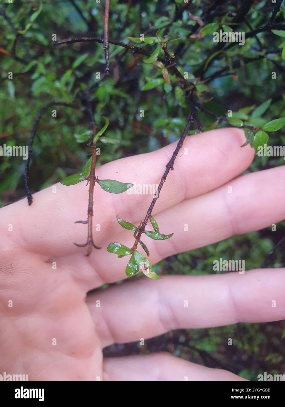 Twiggy coprosma (Coprosma rhamnoides Stock Photo - Alamy