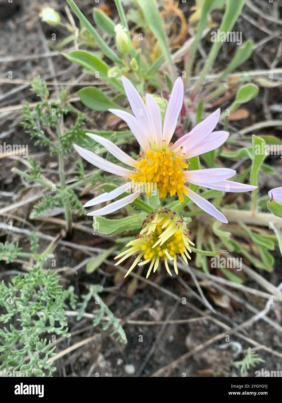 Parry's Townsend-daisy (Townsendia parryi Stock Photo - Alamy