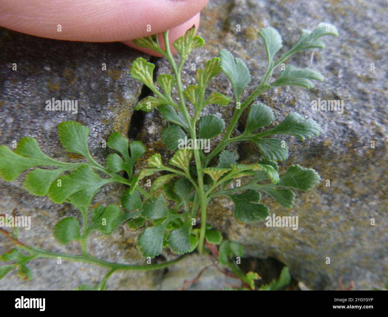 wall-rue (Asplenium ruta-muraria Stock Photo - Alamy