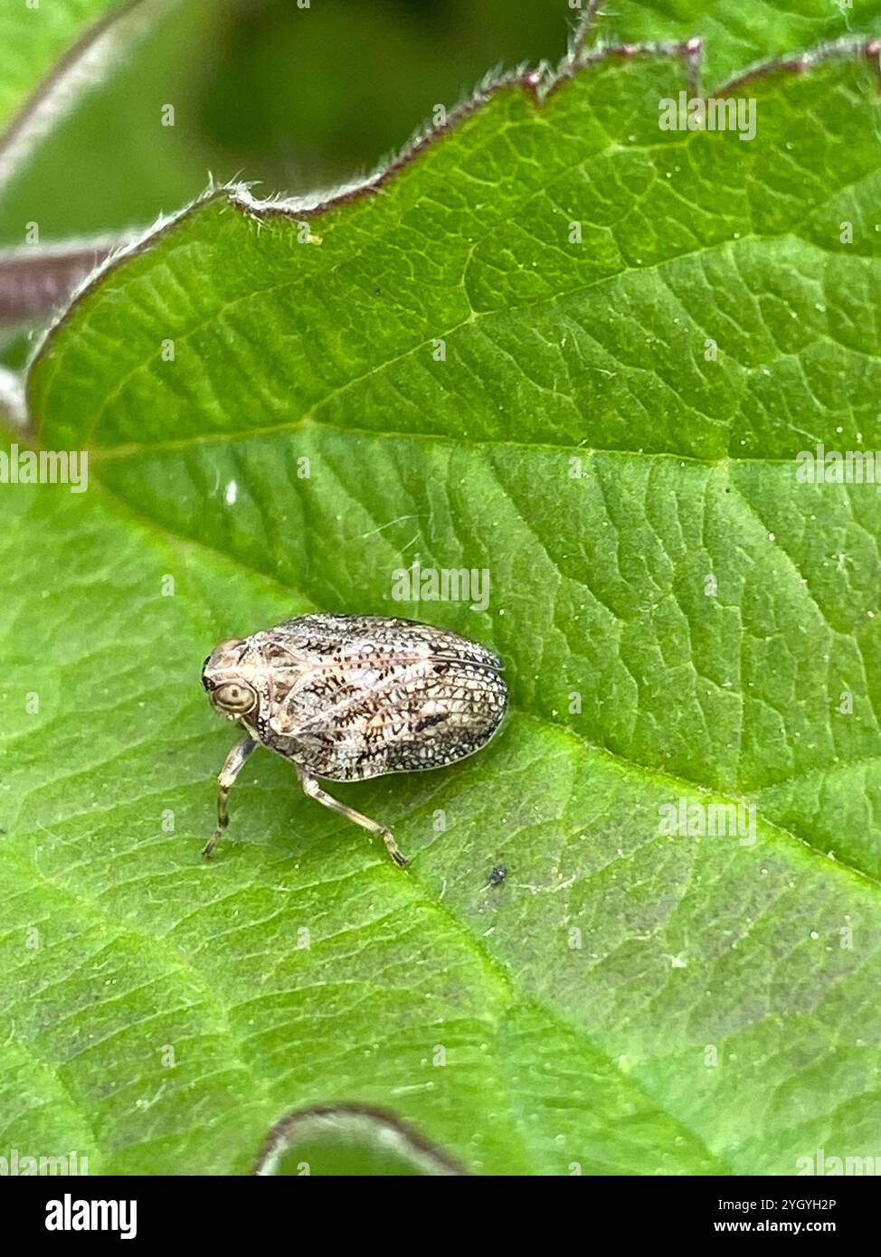 Klopp Insect Issus coleoptratus hi-res stock photography and images - Alamy