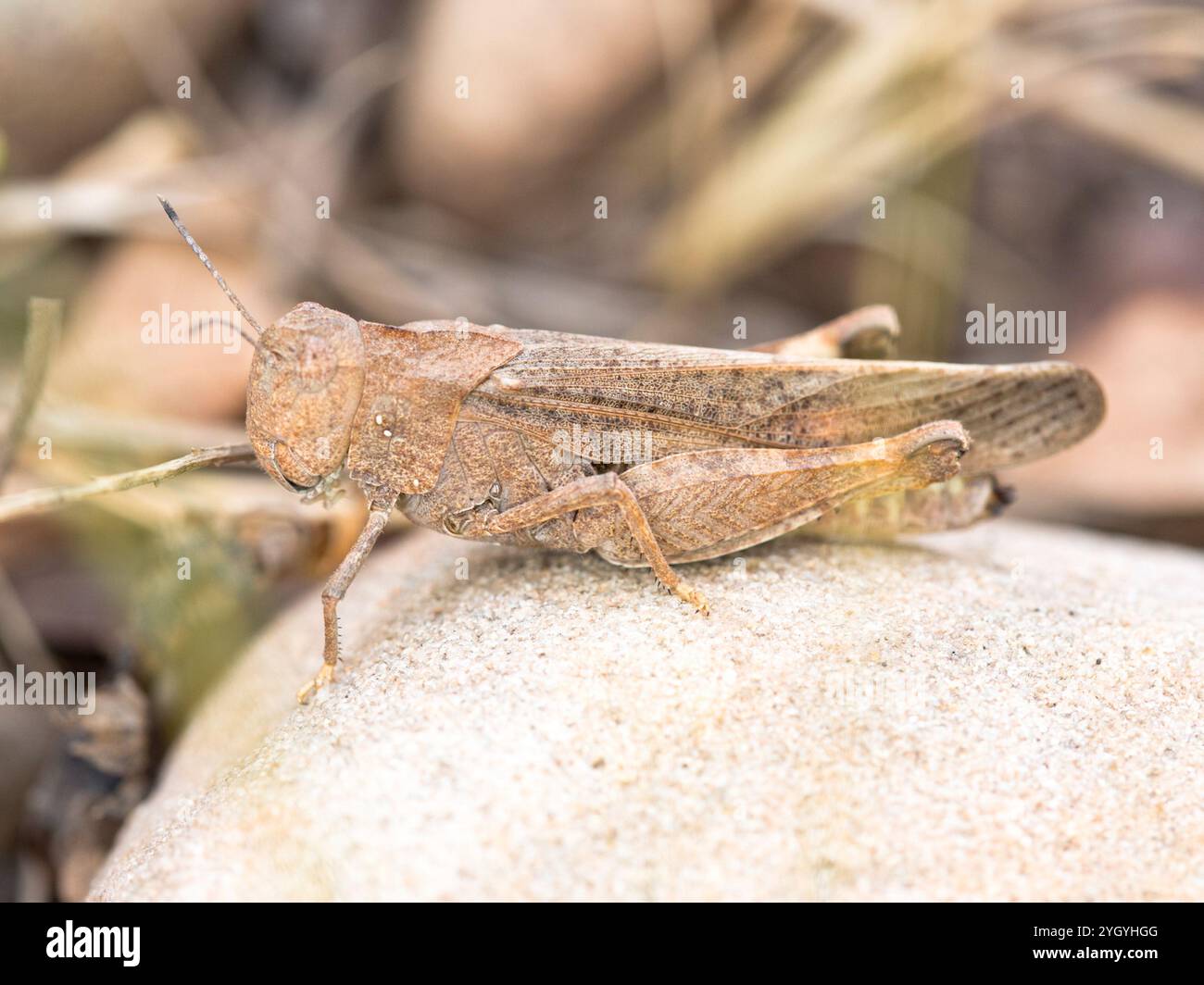 Insects Rangeland Speckle winged rangeland grasshopper hi-res stock photography and ...