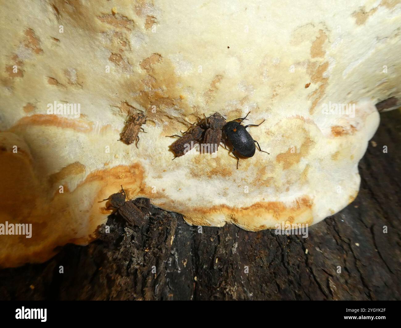 Phellopsis Eastern Ironclad Beetle (Phellopsis obcordata Stock Photo - Alamy