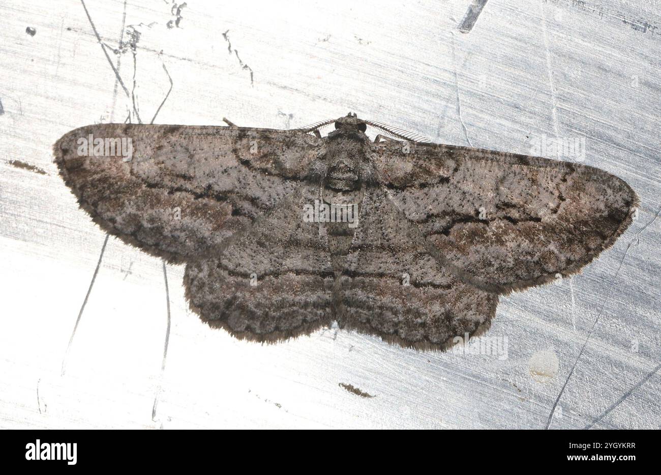 North American Common Gray (Anavitrinella pampinaria Stock Photo - Alamy