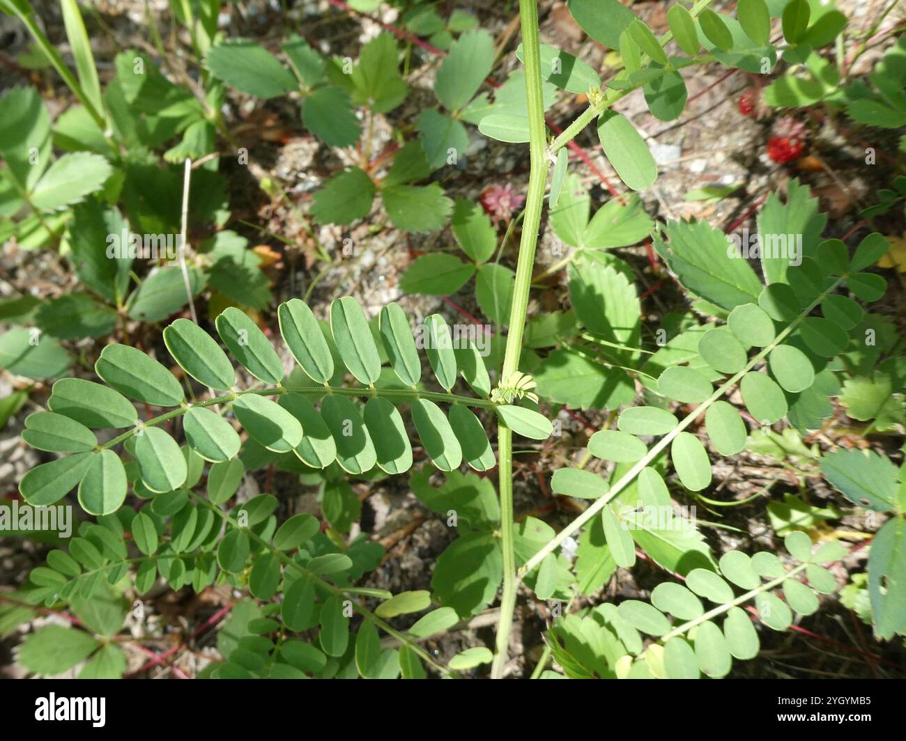 purple crownvetch (Securigera varia Stock Photo - Alamy