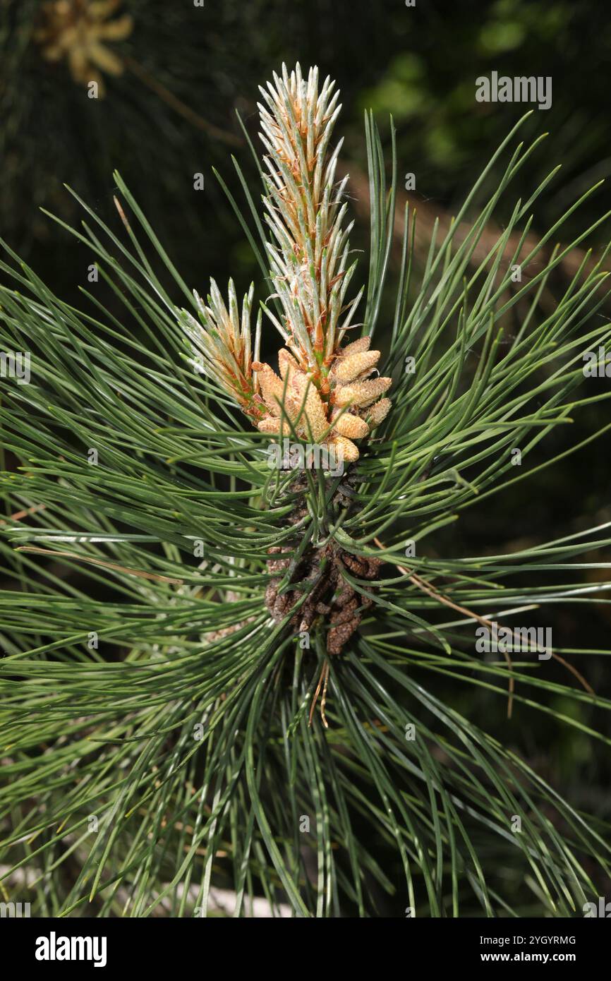 Pinus Sylvestris Rhs Scots pine (Pinus sylvestris Stock Photo - Alamy