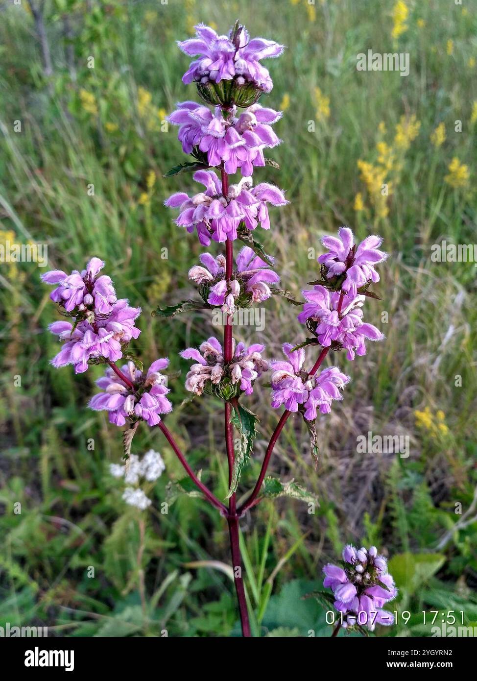 Tuberous Jerusalem sage (Phlomoides tuberosa Stock Photo - Alamy
