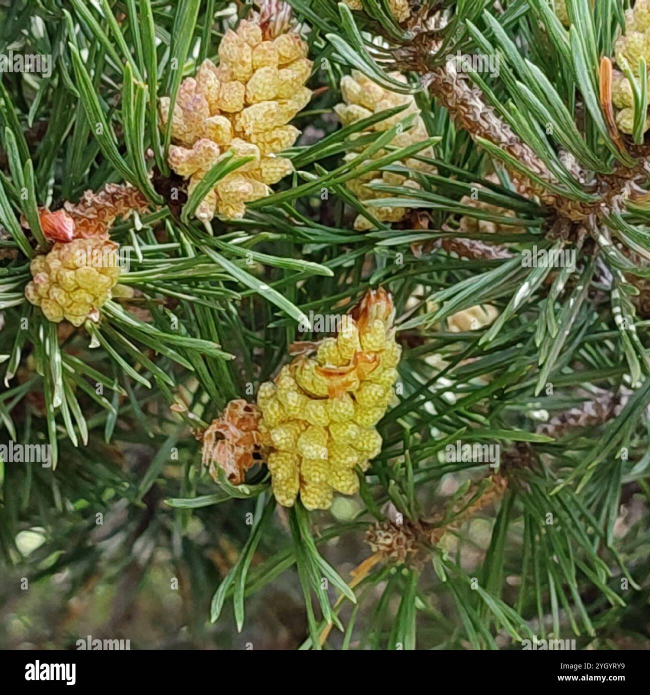 Pinus Sylvestris Rhs Scots pine (Pinus sylvestris Stock Photo - Alamy