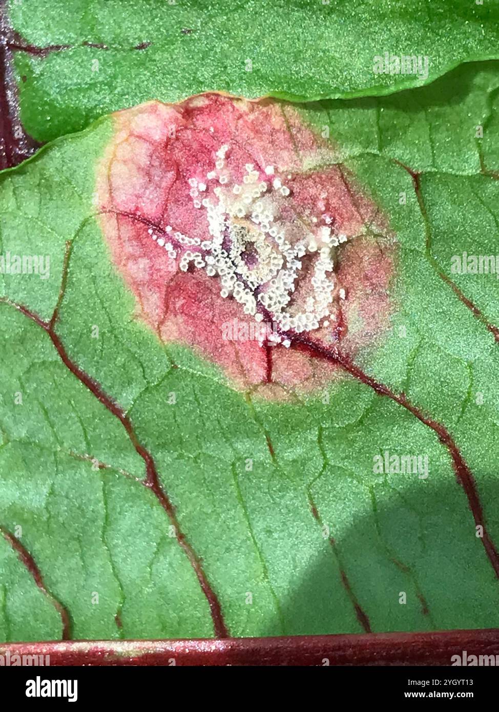 Water Reed Rust Identification reed rust (Puccinia phragmitis Stock Photo - Alamy