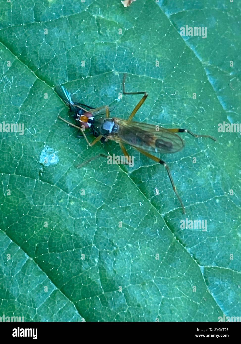 Micropezidae Stilt-legged Flies (Micropezidae Stock Photo - Alamy
