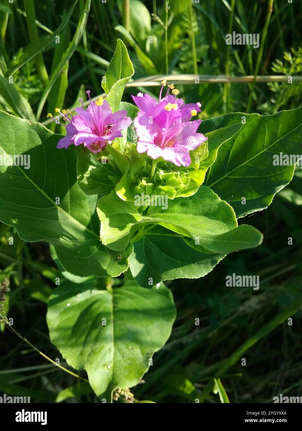 Mirabilis nyctaginea hi-res stock photography and images - Alamy