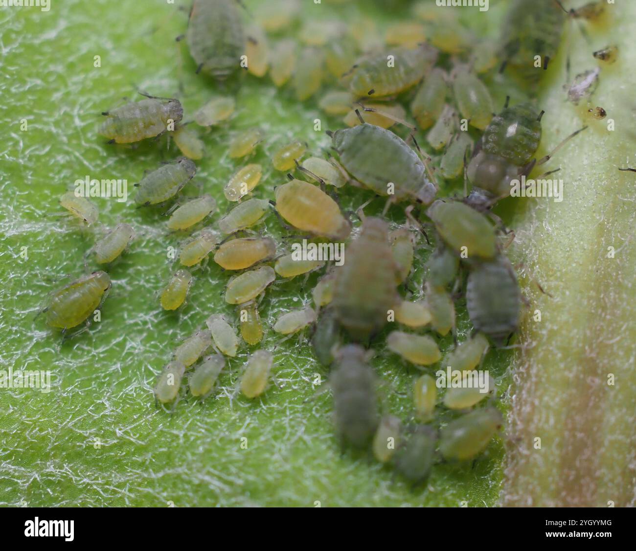 Aphis asclepiadis hi-res stock photography and images - Alamy