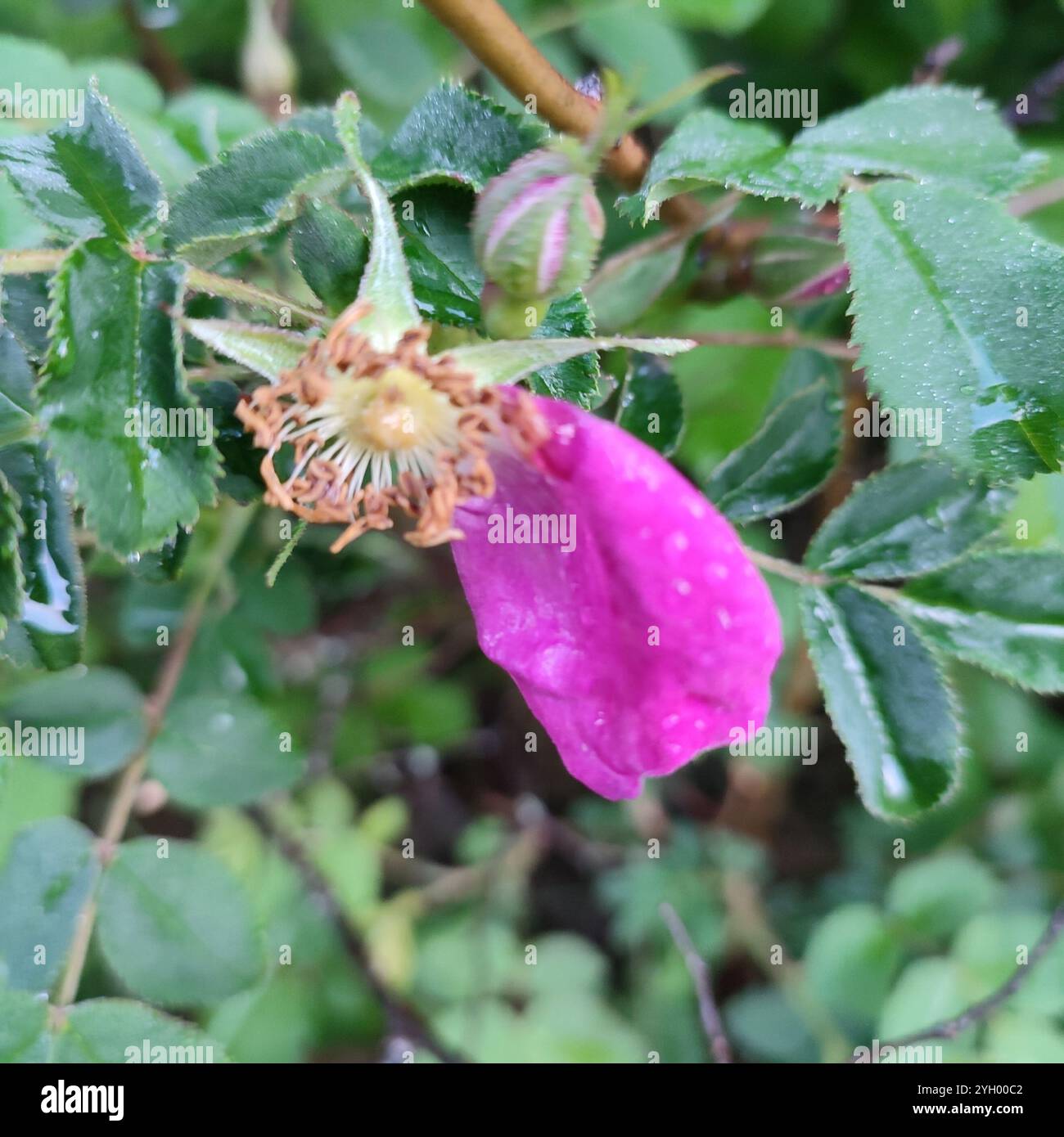 Alpine Rose (Rosa pendulina Stock Photo - Alamy